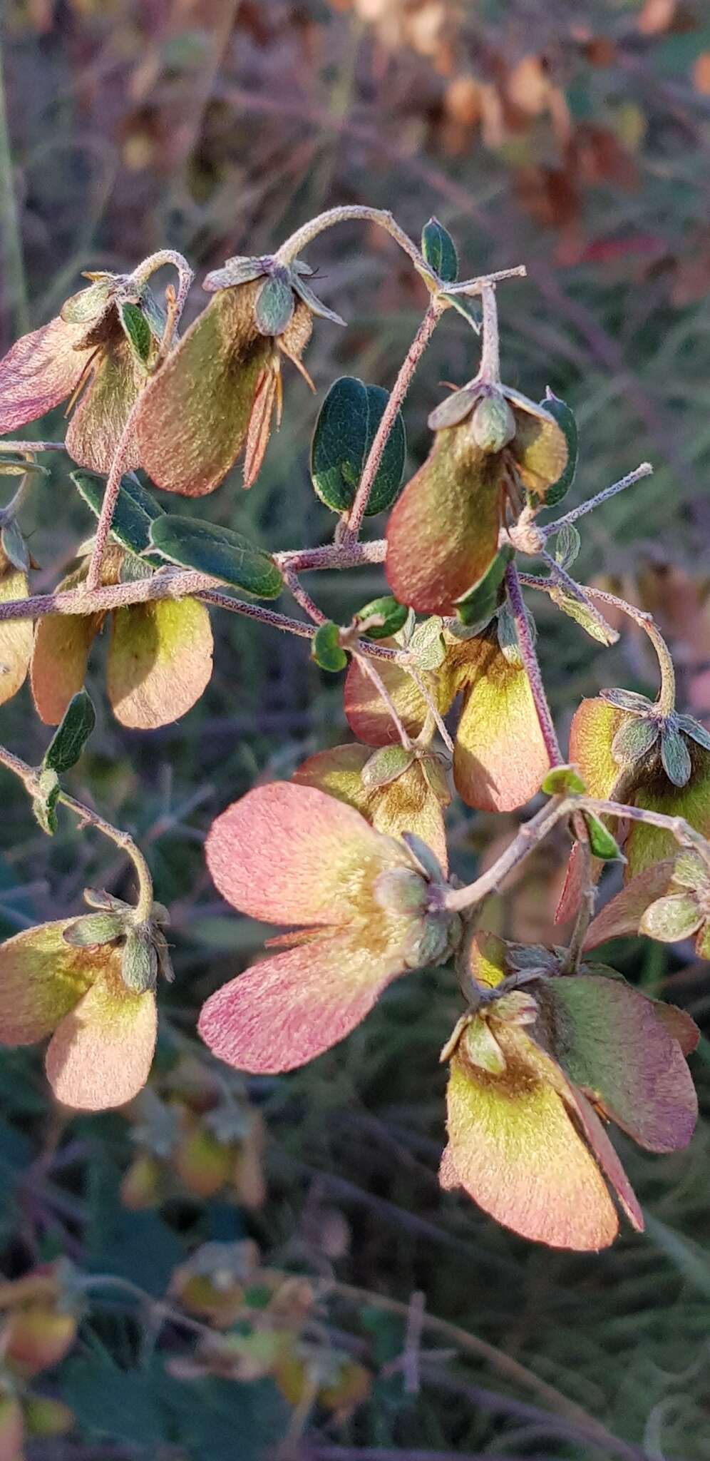 Image of Canary nettle