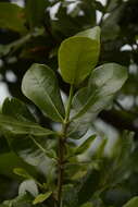 Image de Gardenia gummifera L. fil.