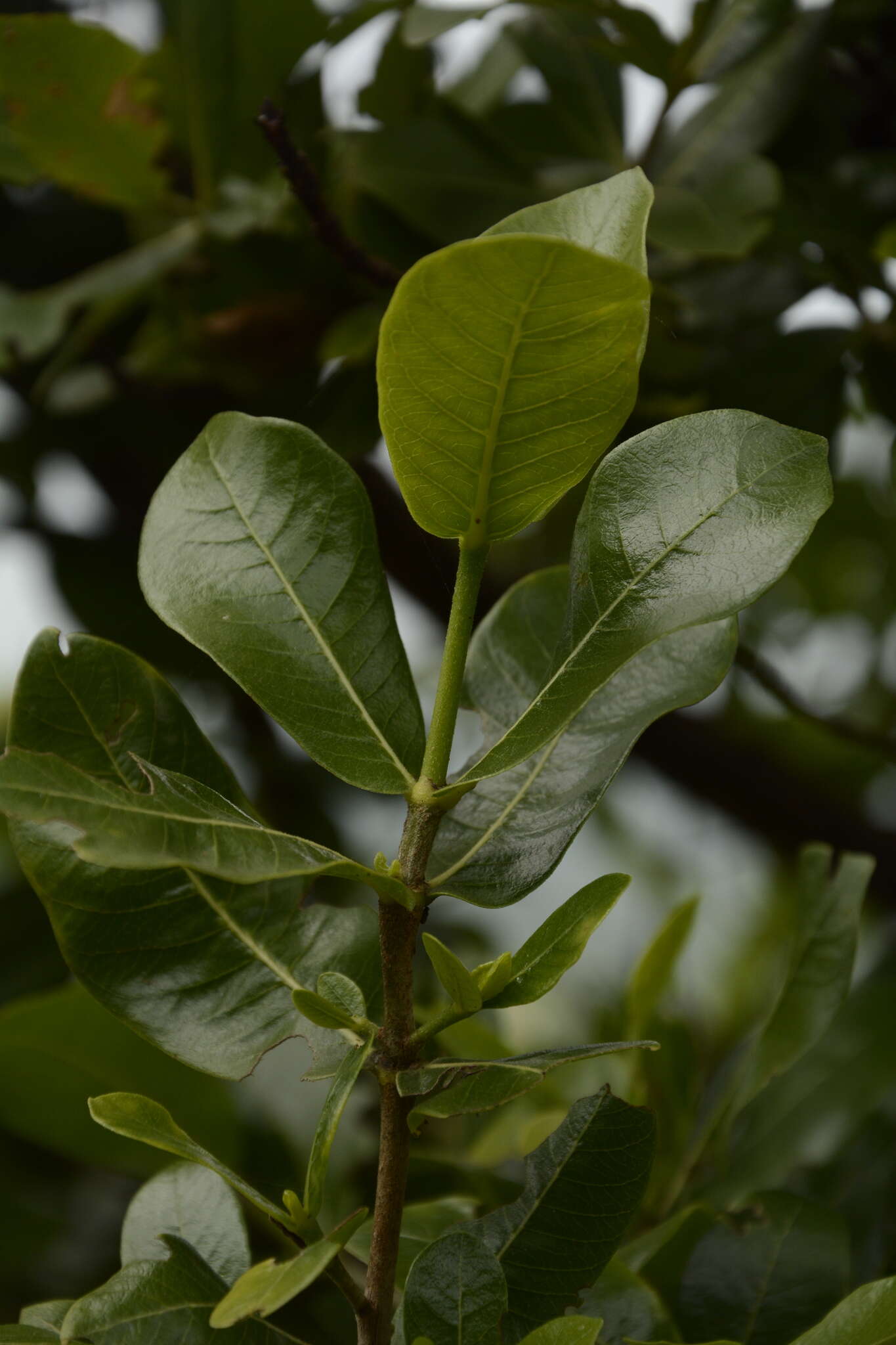 Image de Gardenia gummifera L. fil.