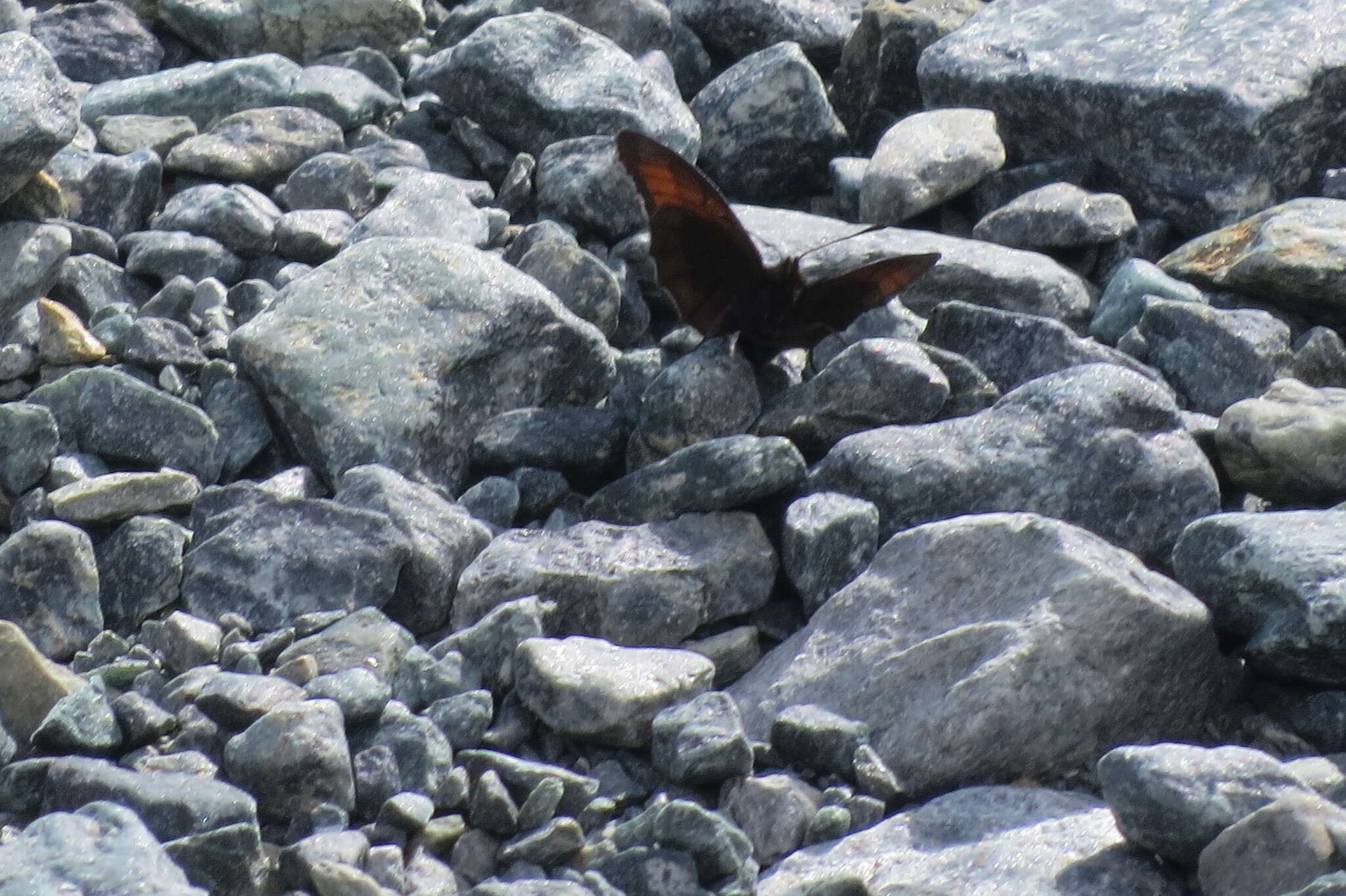 Erebia pluto De Prunner 1798 resmi