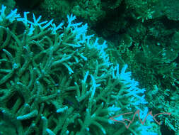 Imagem de Acropora valenciennesi (Milne Edwards 1860)