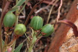 Image de Jatropha lagarinthoides Sond.