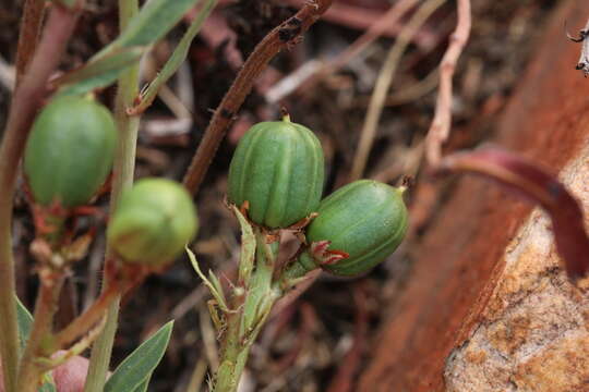 Image of Jatropha lagarinthoides Sond.