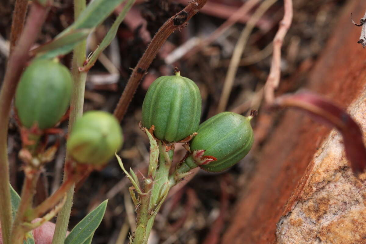 Image de Jatropha lagarinthoides Sond.