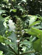 Image de Acanthus ebracteatus M. Vahl