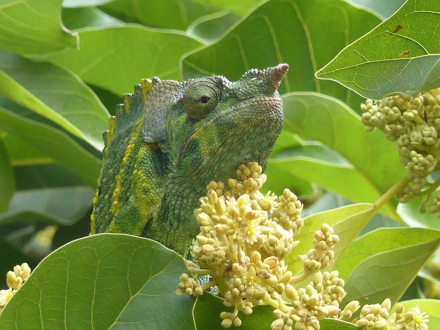 Image of Giant One-Horned Chameleon