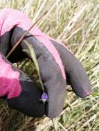 Image of Psoralea alata (Thunb.) T. M. Salter