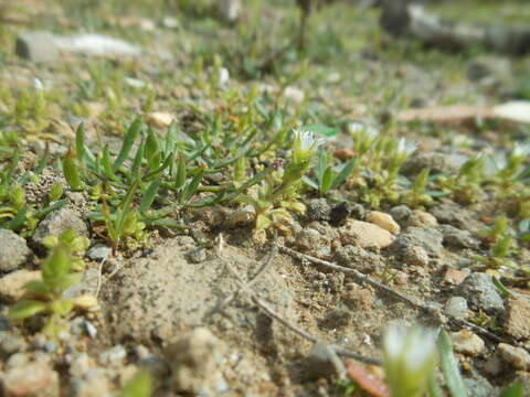 Image of Cerastium siculum Guss.