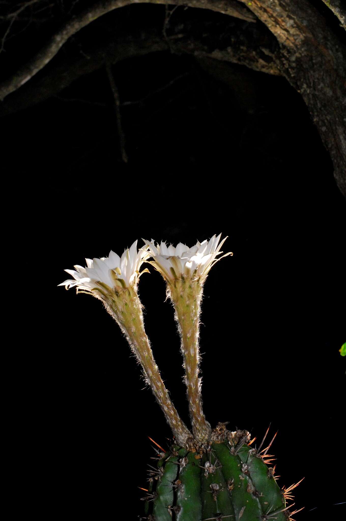 Image of Echinopsis rhodotricha K. Schum.