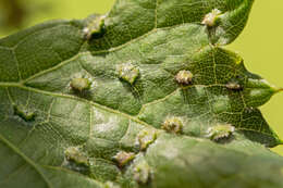 Image of grape phylloxera