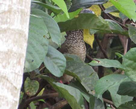 Image of Speckled Chachalaca