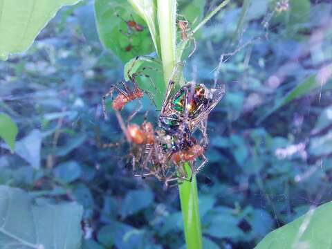 Image of South American social spider