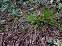 Image of Tillandsia remota Wittm.