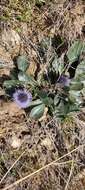 Image of Globularia vulgaris L.