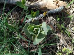 Image of Hylotelephium caucasicum (Grossh.) H. Ohba