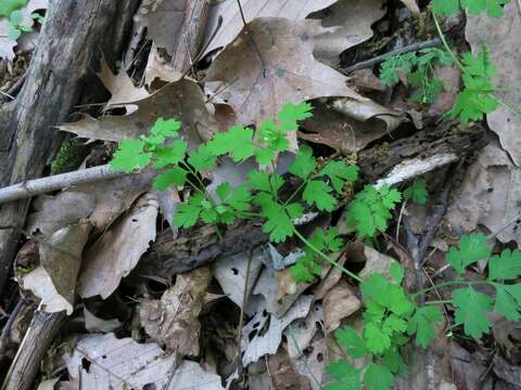 Image of yellow fumewort