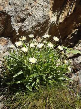 Image of Schlagintweitia intybacea (All.) Griseb.