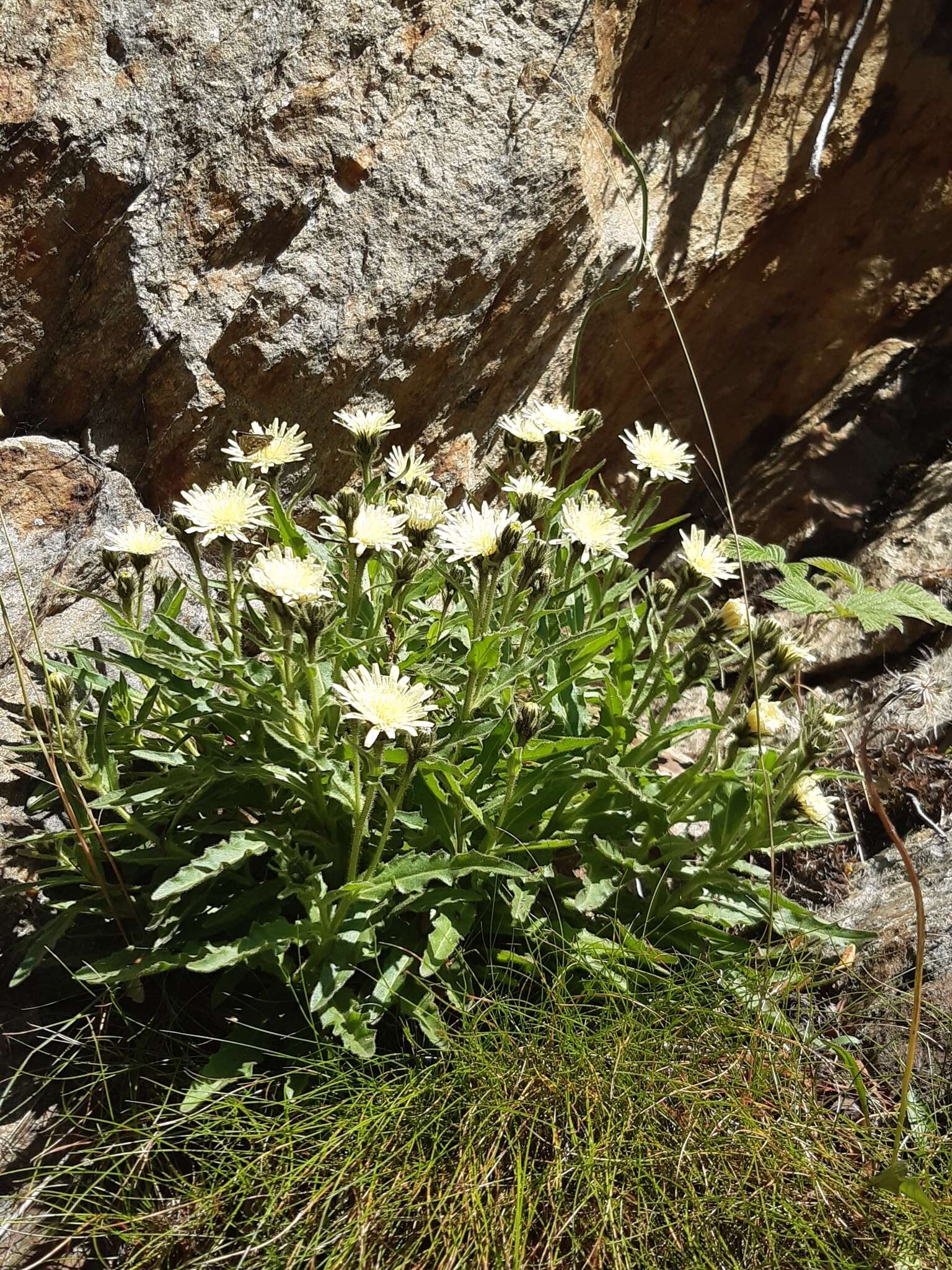 Image of Schlagintweitia intybacea (All.) Griseb.