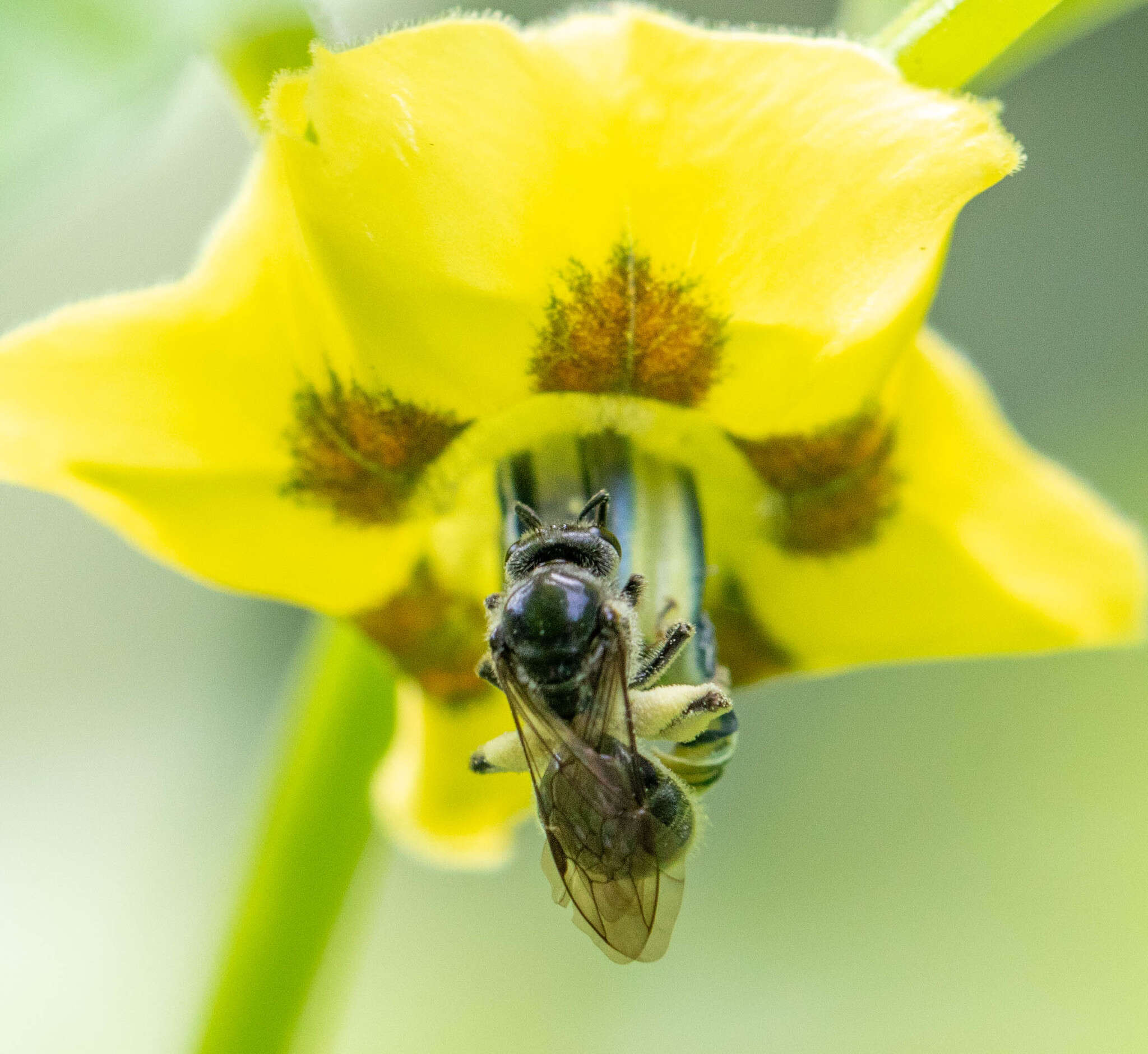 Plancia ëd Lasioglossum pectinatum (Robertson 1890)