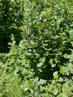 Image of Green Alder