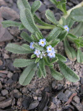 Image of Myosotis involucrata Stev.