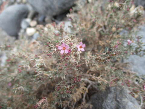 Image of Frankenia capitata Webb & Berthel.