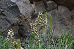 Image of Echium virescens DC.