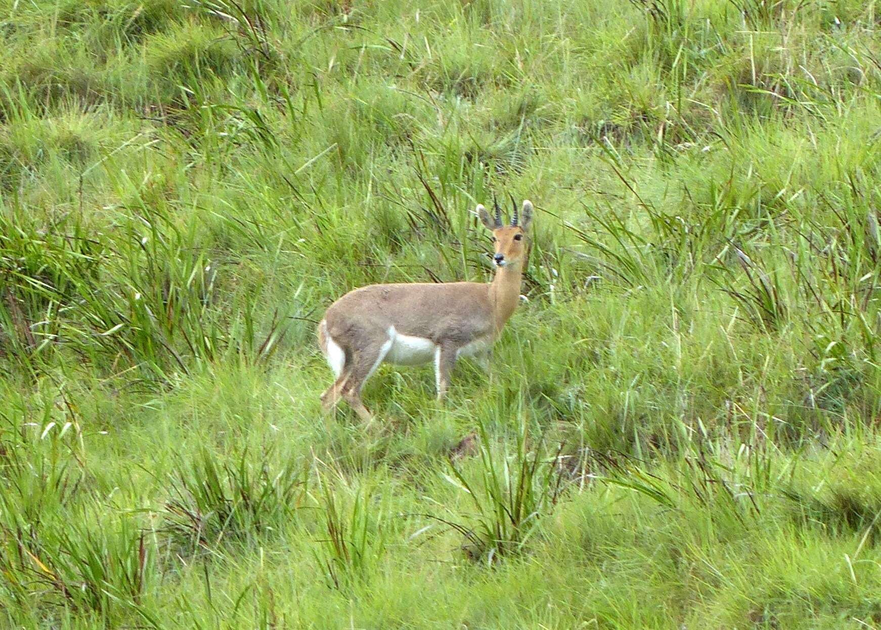 Image of Mountain Reedbuck