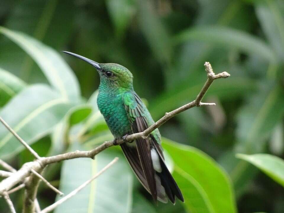 Image of White-vented Plumeleteer