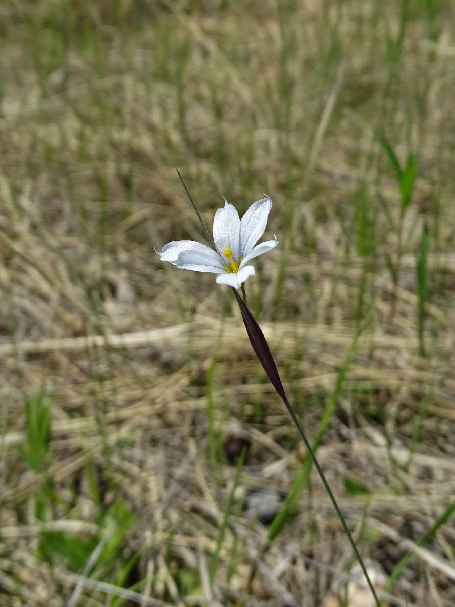 Image of Needle-Tip Blue-Eyed-Grass