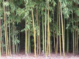 Слика од Phyllostachys aurea (André) Rivière & C. Rivière