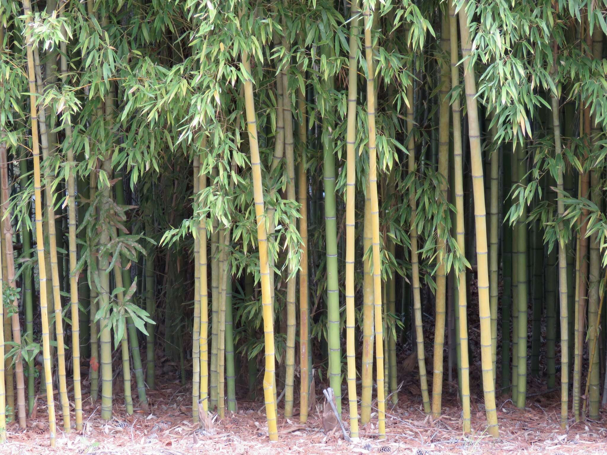 Phyllostachys aurea (André) Rivière & C. Rivière resmi