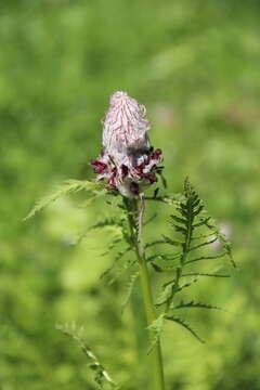 Imagem de Pedicularis atropurpurea Nordm.