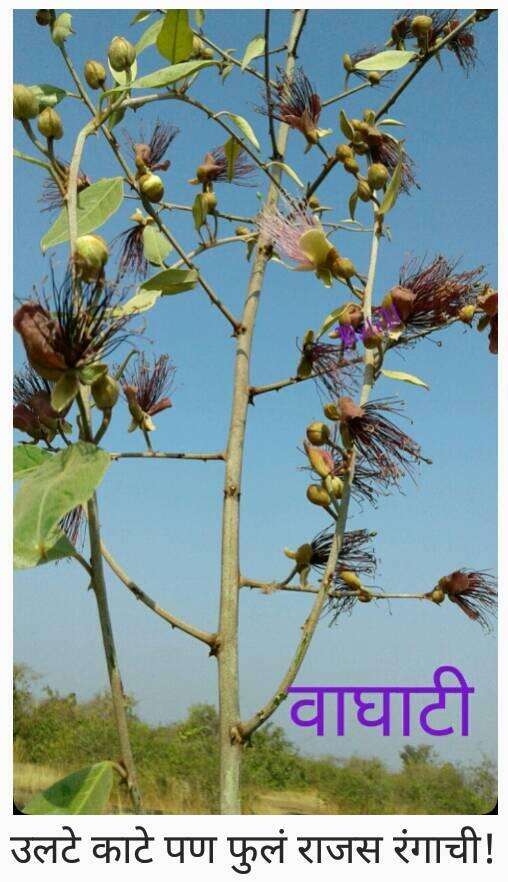 Capparis zeylanica L. resmi