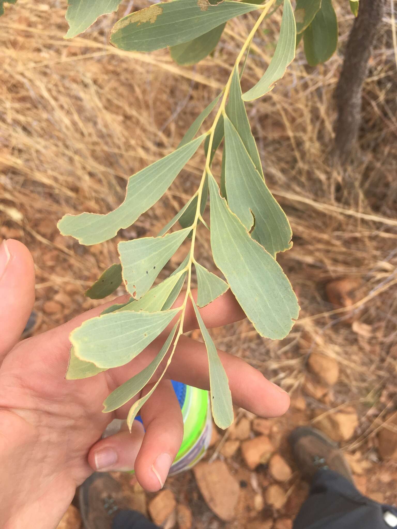 Image of Acacia hemignosta F. Muell.