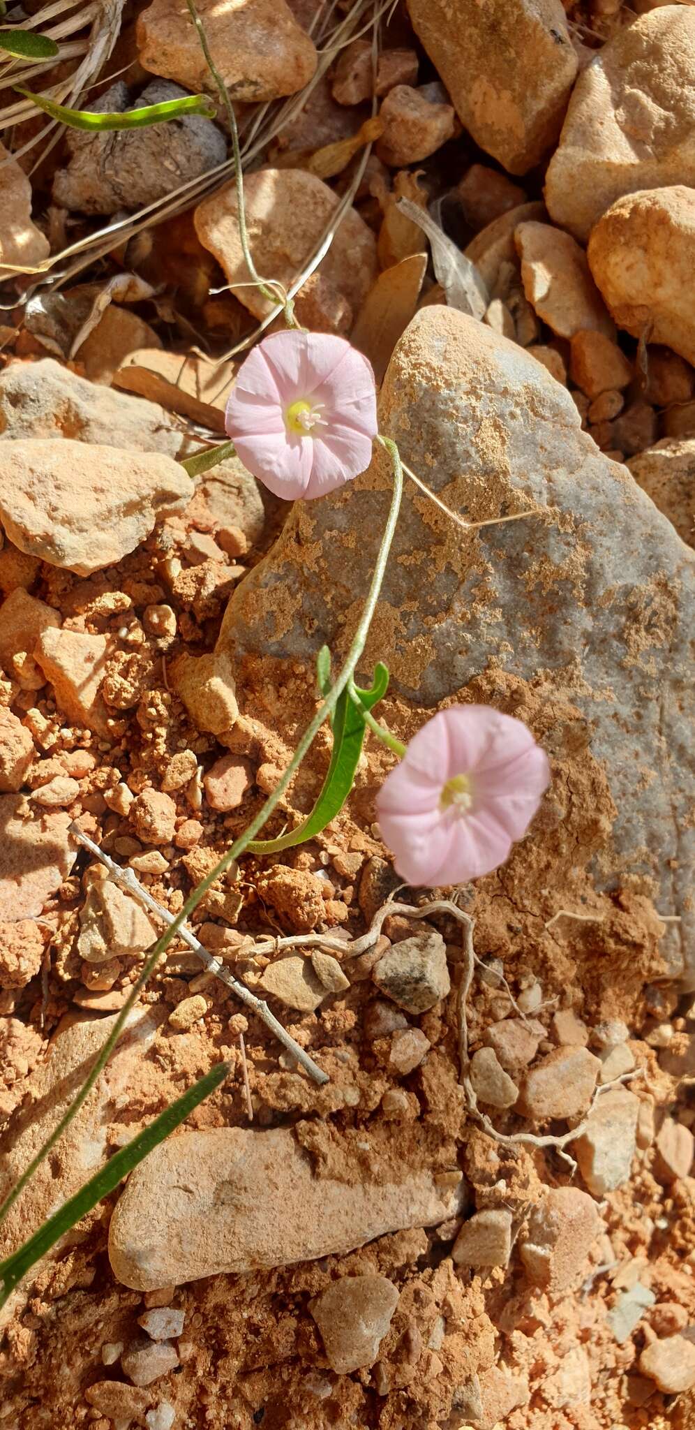 Image of Convolvulus remotus R. Br.