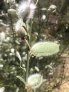 Image of striated broom