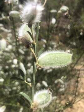 Image of striated broom