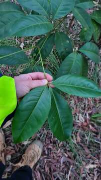 Imagem de Melicope elleryana (F. Müll.) T. G. Hartley