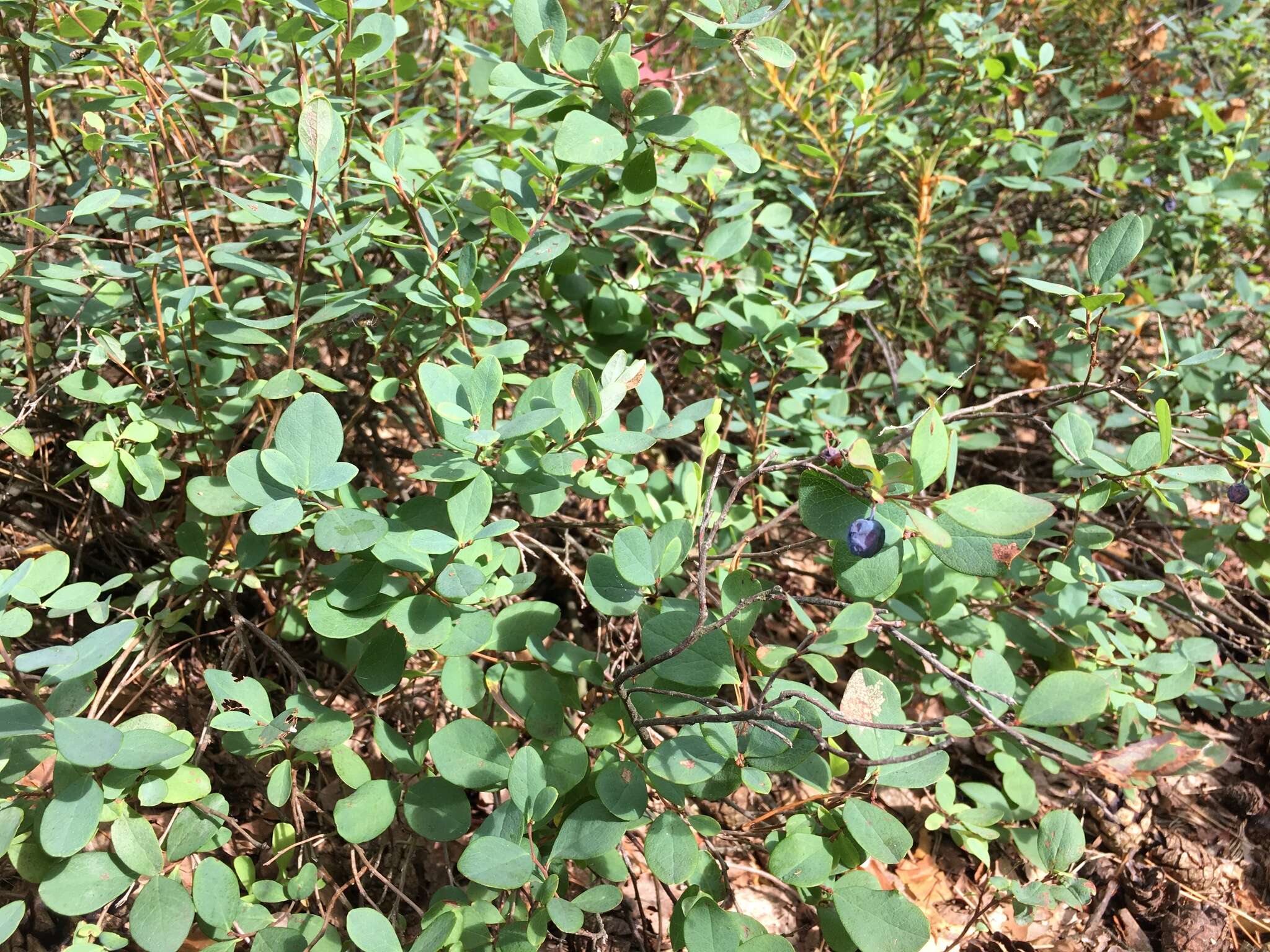 Image of alpine bilberry