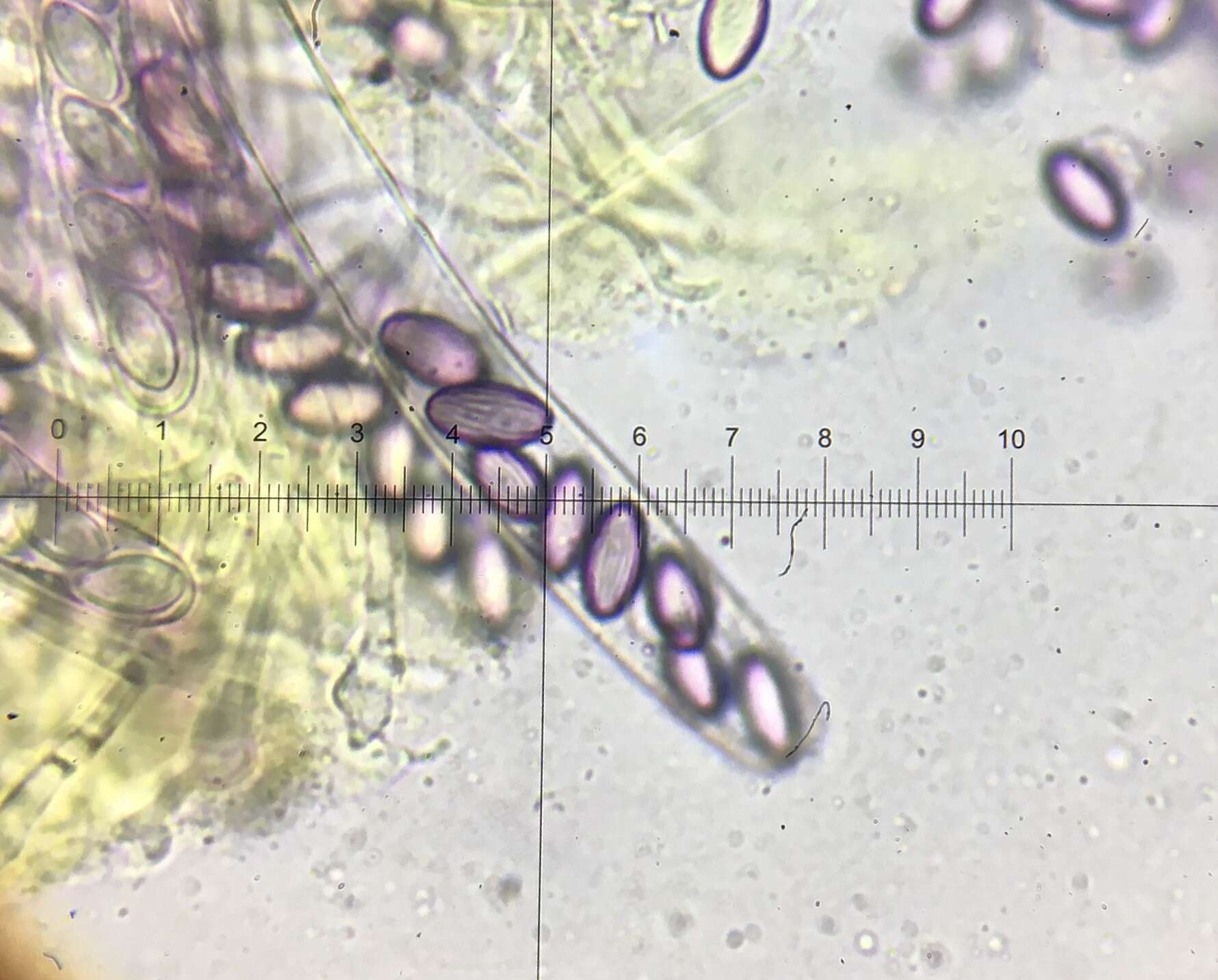 Слика од Ascobolus crenulatus P. Karst. 1868