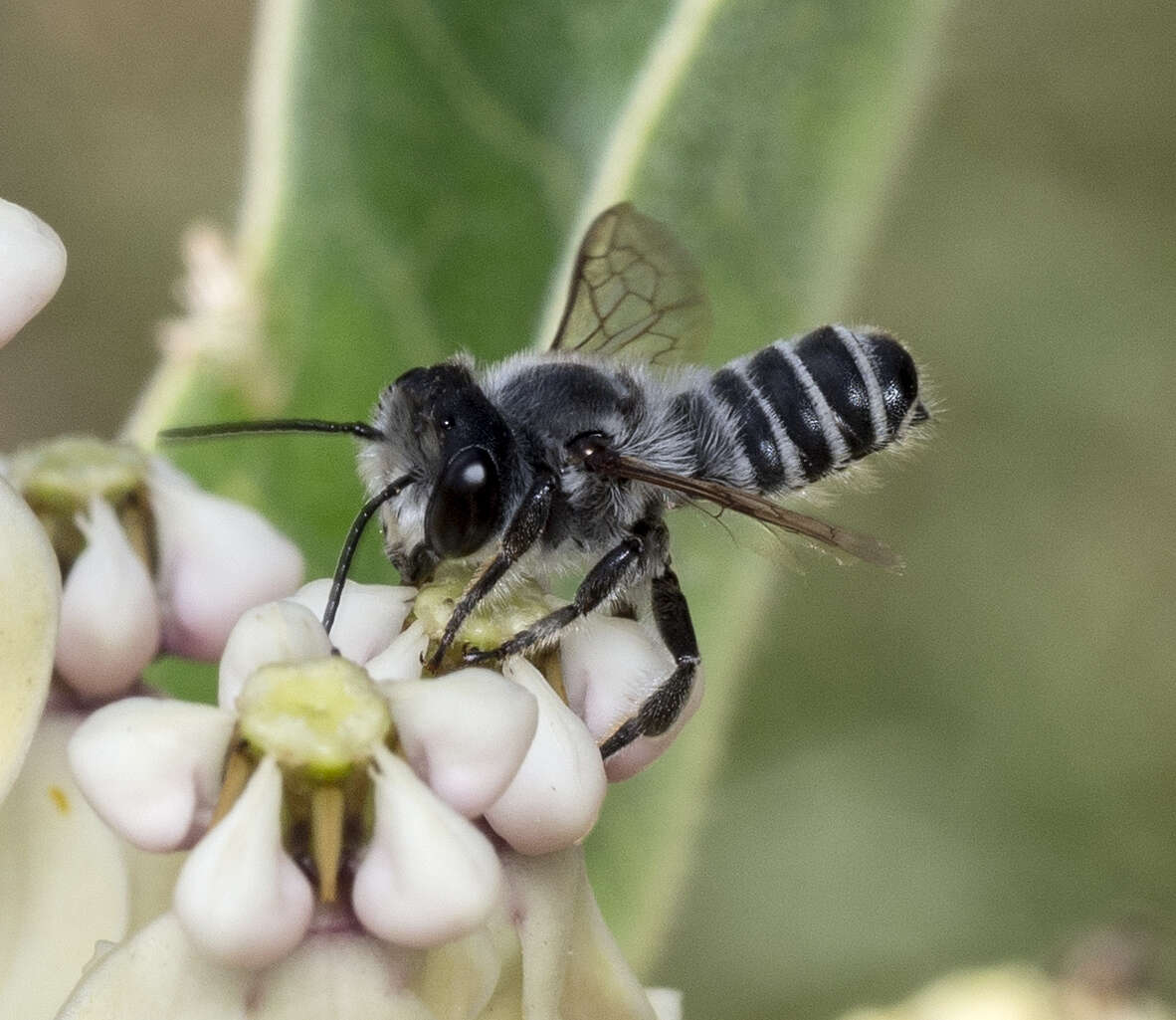 Image of Megachile lippiae Cockerell 1900