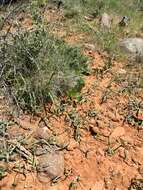 Image of Bolander's mule-ears