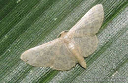 Image of Idaea auricruda Butler 1879