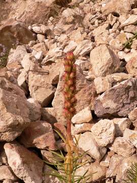 Image of Rhodiola semenovii (Regel & Herd.) Boriss.