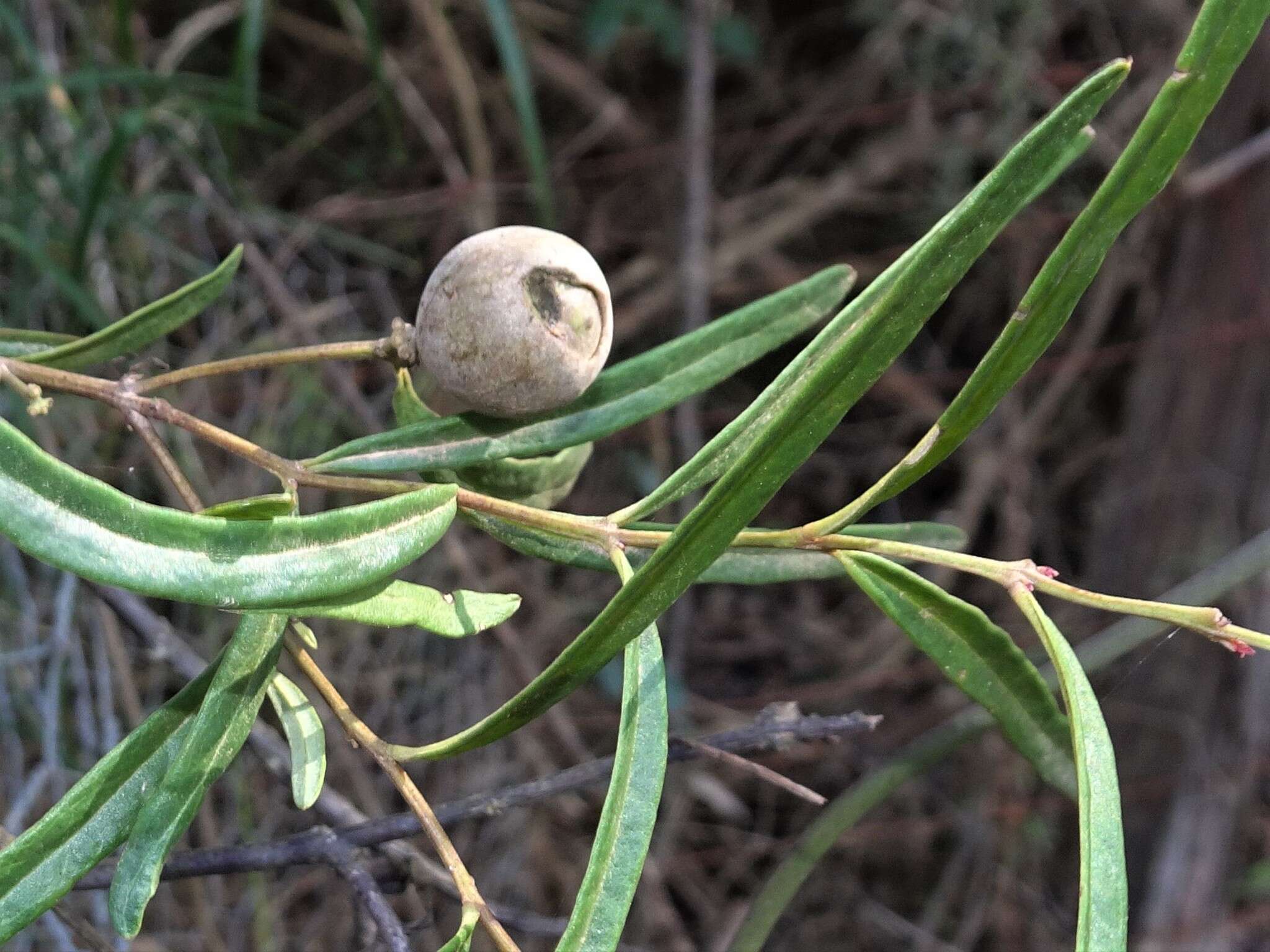 Image of Santalum obtusifolium R. Br.