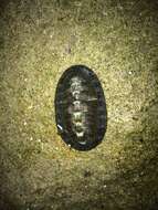 Sivun Chiton stokesii Broderip 1832 kuva