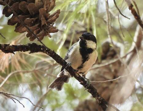 Image of Parus major aphrodite Madarász 1901