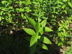 Image of Stachys iltisii J. B. Nelson