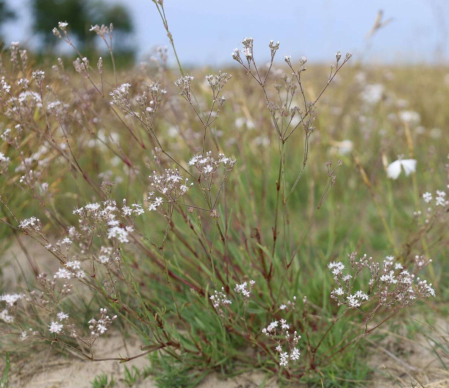 Image of Gypsophila fastigiata L.